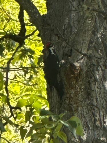Pileated Woodpecker