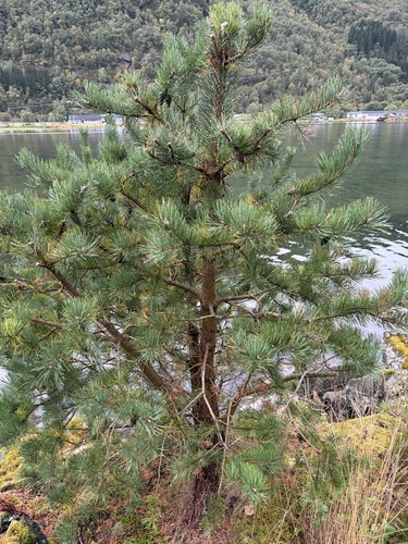 Scots pine