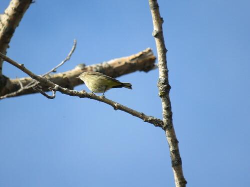 Palm Warbler