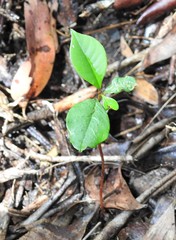 Chrysophyllum oliviforme