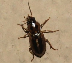 Stenolophus binotatus