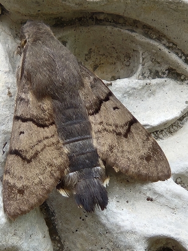 Eurasian Hummingbird Hawkmoth