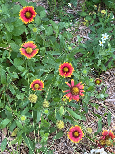 firewheel
