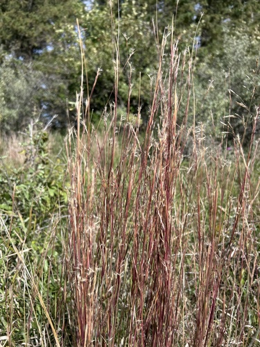 little bluestem