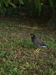 Acridotheres tristis