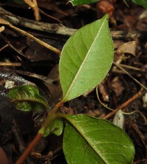 Chrysophyllum oliviforme