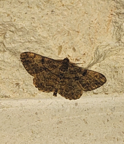 Willow Beauty