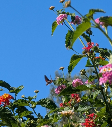 Eurasian Hummingbird Hawkmoth