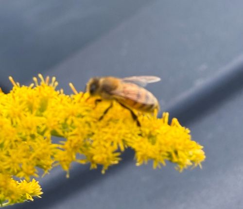 Western Honey Bee