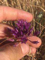 Allium fimbriatum