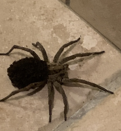 Radiated Wolf Spider