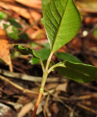 Chrysophyllum oliviforme