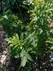 Osmorhiza occidentalis