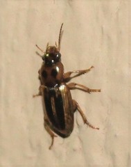 Stenolophus binotatus