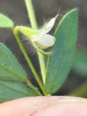 Acmispon americanus, photograph author not stated, no rights reserved