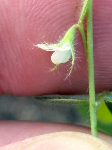 Acmispon americanus, photograph 5