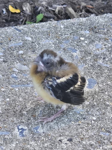 American Goldfinch