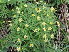 Anemonoides uralensis