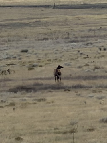 Elk observed by frankiejuggles
