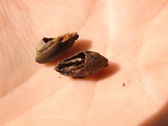 Chrysophyllum oliviforme