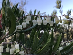 Comarostaphylis diversifolia diversifolia