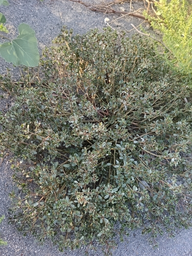 Common Purslane