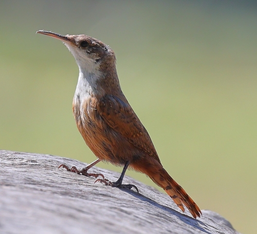 Canyon Wren