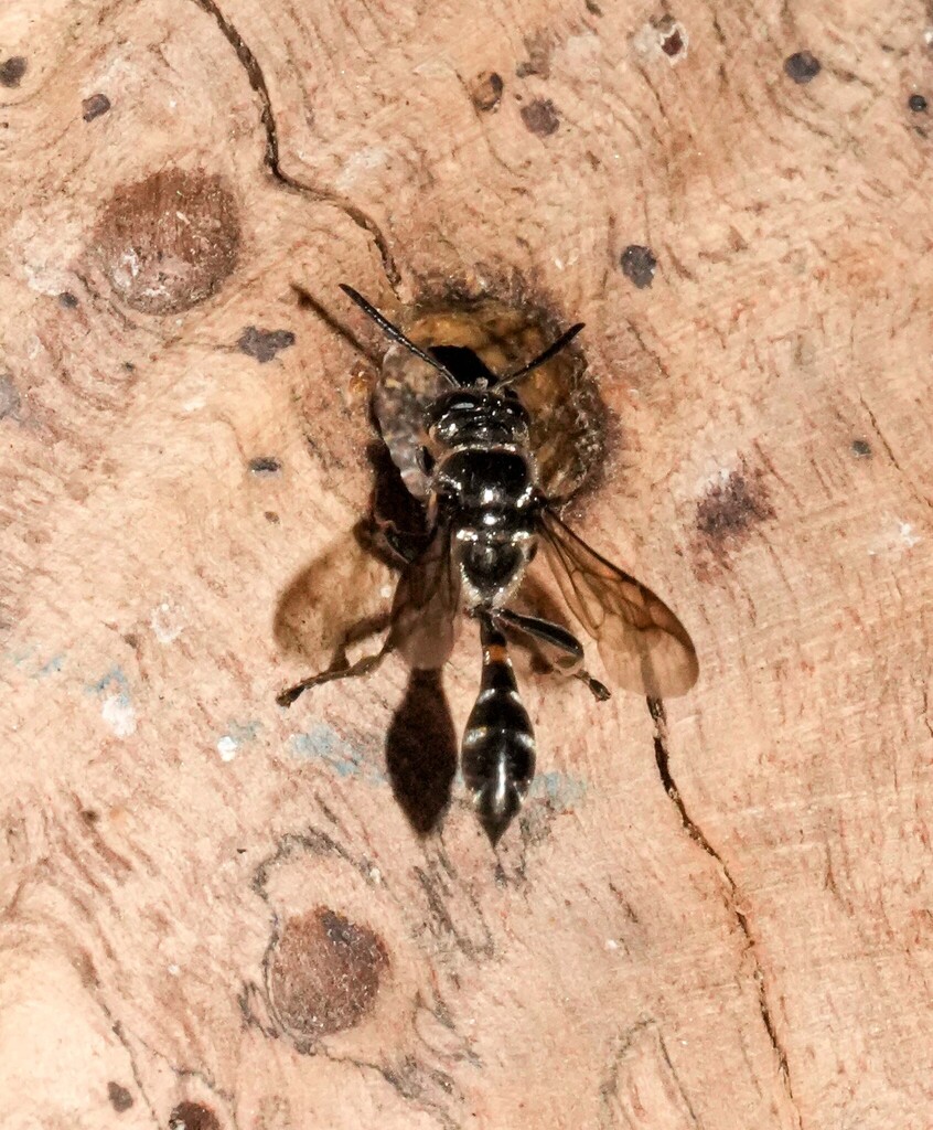 Trypoxylon opacum