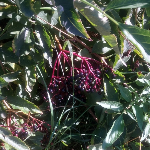 European black elderberry