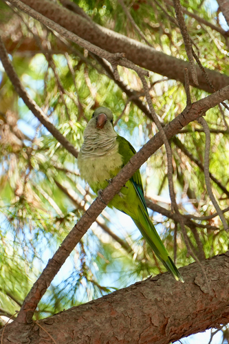 Monk Parakeet