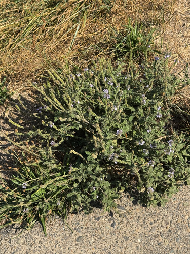 iNaturalist observation photo of western vervain