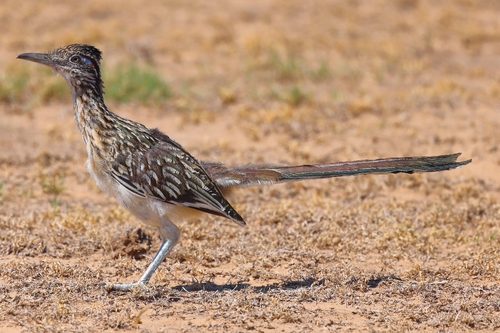 Greater Roadrunner