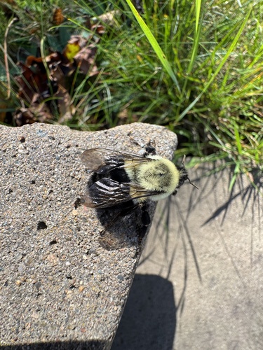 Common Eastern Bumble Bee