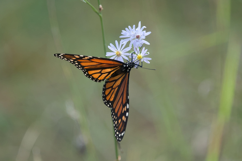 Monarch