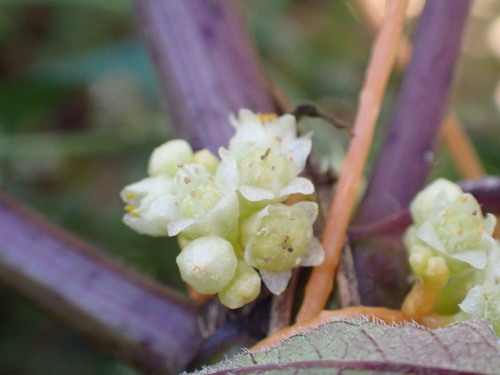 Cuscuta campestris, photograph 6
