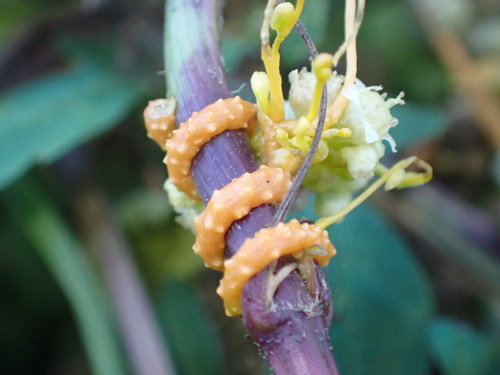 Cuscuta campestris, photograph 5