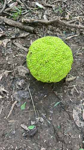 Osage-orange