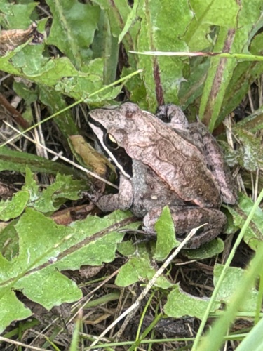 Wood Frog observed by whitnessthis