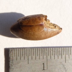 Chrysophyllum oliviforme