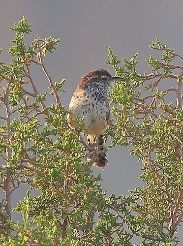 Cactus Wren