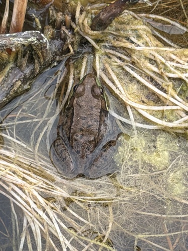 Green Frog observed by whitnessthis