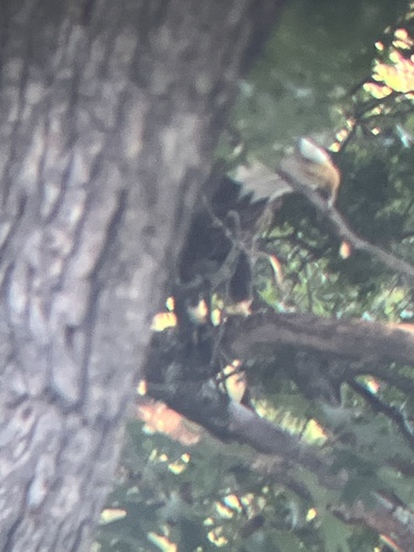 Bald Eagle observed by bluekirby