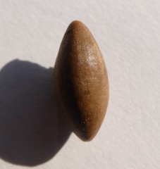 Chrysophyllum oliviforme