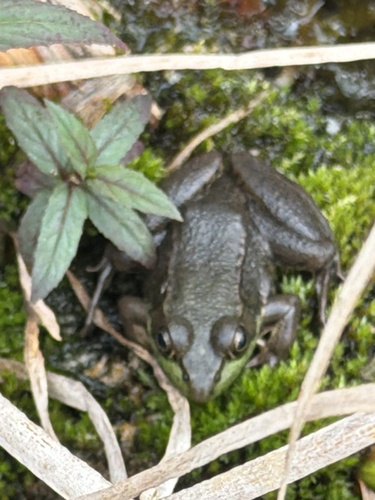 Green Frog observed by whitnessthis