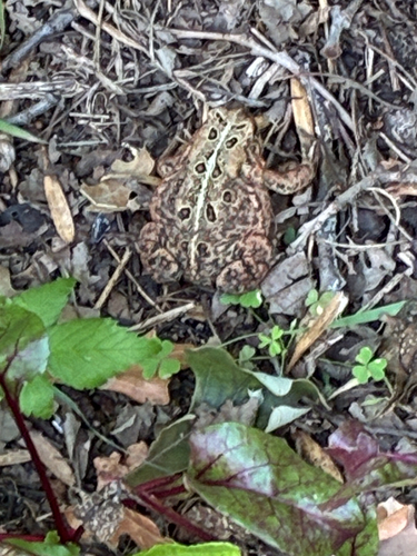 American Toad