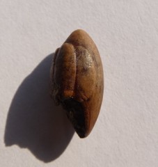 Chrysophyllum oliviforme