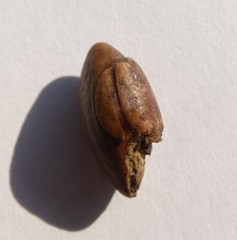 Chrysophyllum oliviforme