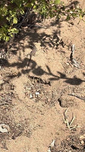 Western Fence Lizard observed by natalieguti