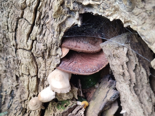 Beefsteak Polypore