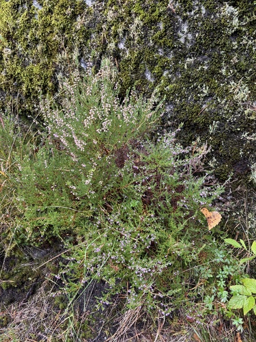 common heather